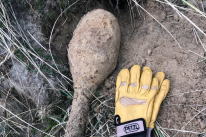 Royal Navy EOD claim device found on Hayle beach is a World War Two Spigot Mortar round (Image: Portreath HM Coastguard team)